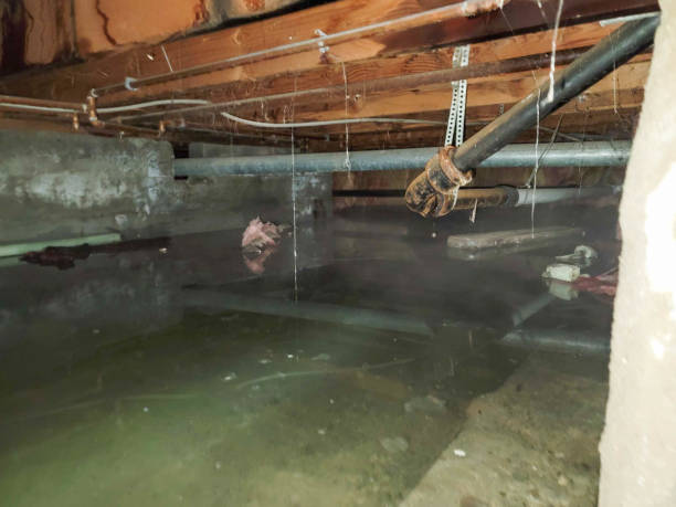 Best Local water damage restoration  in San Castle, FL